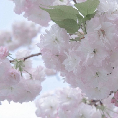 环江福瑞交流群